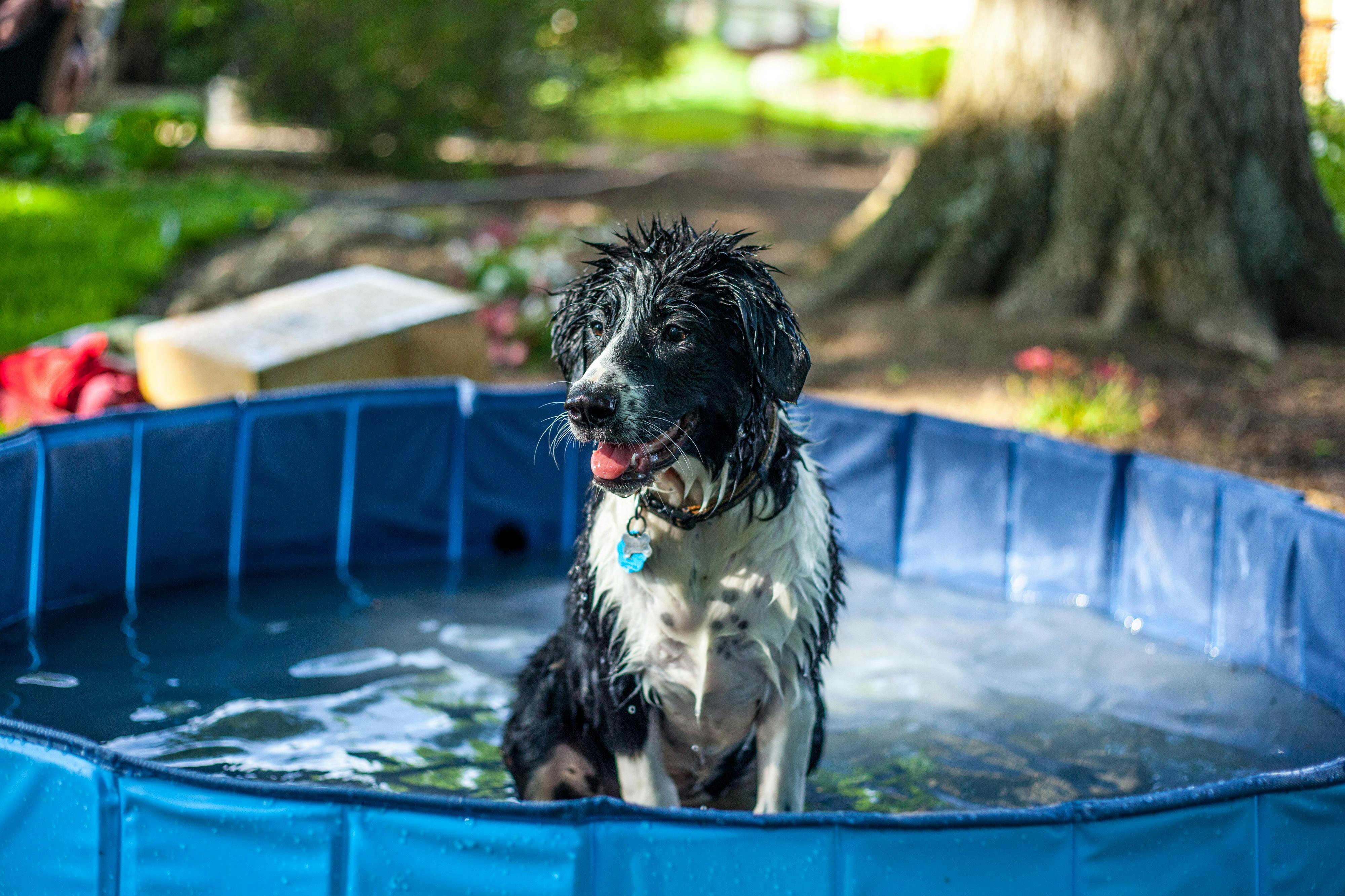 Keeping Your Furry Friends Cool This Summer