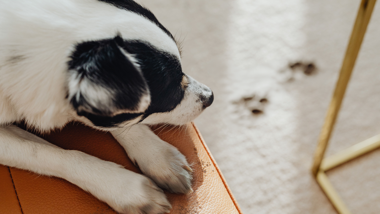 Pet and Spot Vacuums: Are They Worth It?