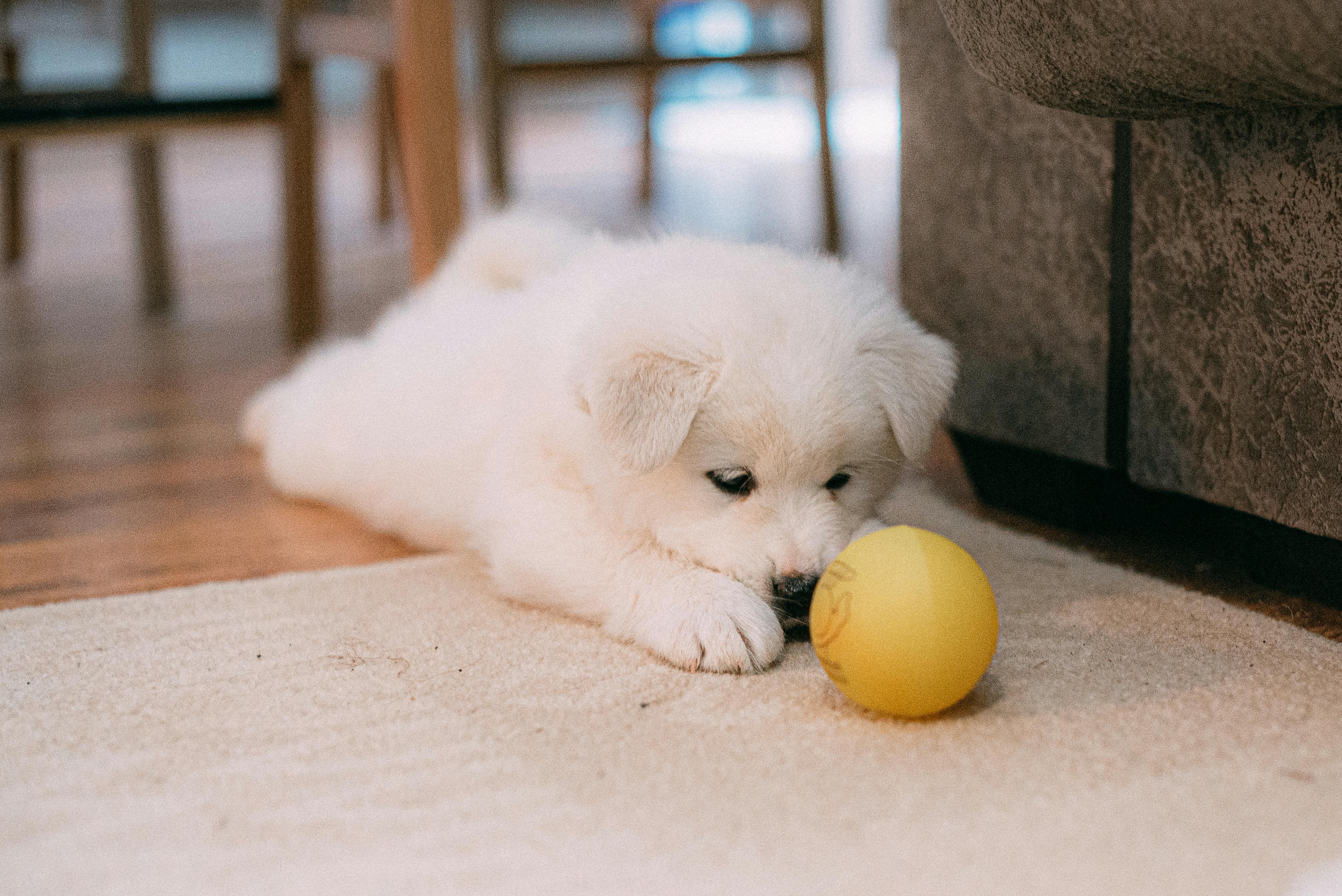 Puppy essentials: Comprehensive Guide to Caring for Your New Best Friend